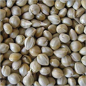 Green Millet