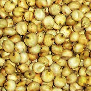 Sorghum Seed