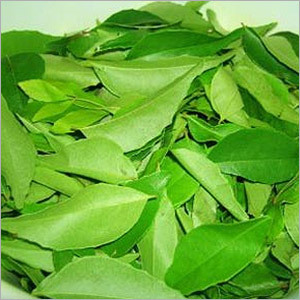 Curry Leaf