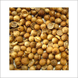 Fresh Coriander Seeds
