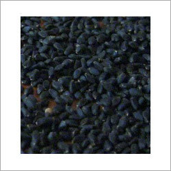 Sweet Basil Seed