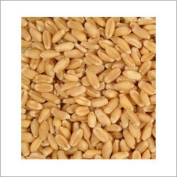 Whole Wheat Grain