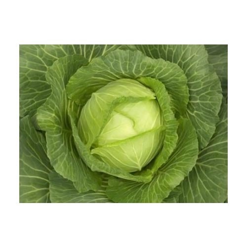 Green Cabbage