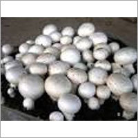 Button Mushrooms