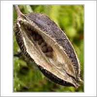 Aromatic seed (Musk seed ,Lata Kasturi)