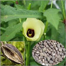 Aromatic (Ambrette Seed ,Abelmoschus Moschatus)