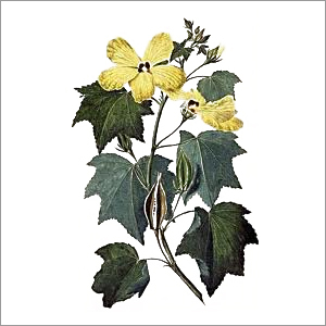 Aromatic Seeds (Muskdana Plant ,Musk Seed)
