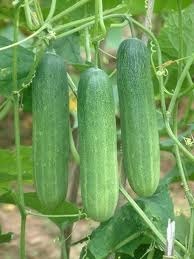 HIMANI Cucumber Seeds