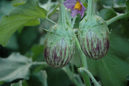 RADHA Brinjal Seed