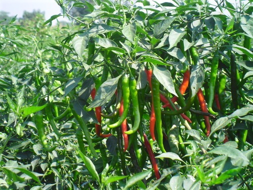 SAGAR-33 Chilly Seeds