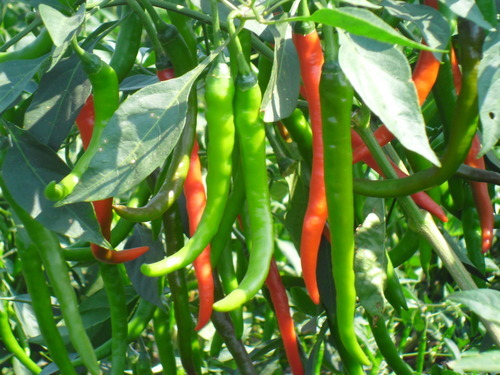 BHGIRATHI Chilly Seeds