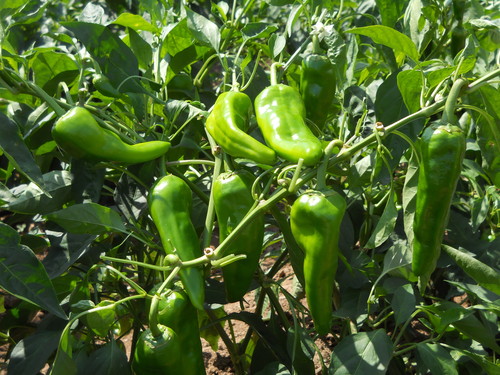 Chilly Seeds