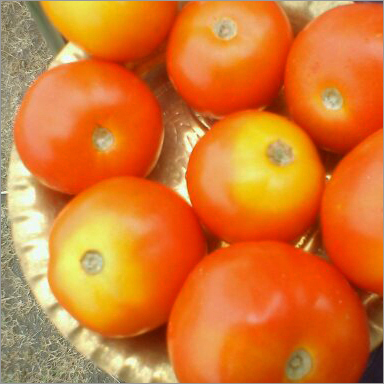 Fresh Red Tomato