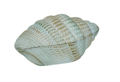 Sea shell Jewelry Box
