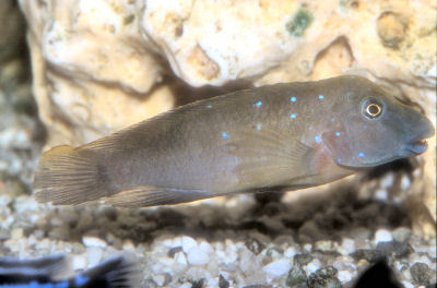 Fish Plain Goby Cichlid