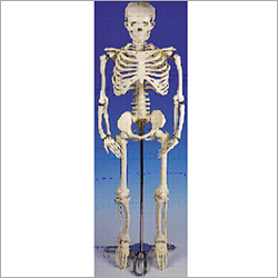 Biological Skeleton Model