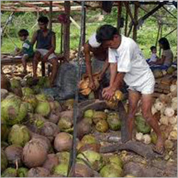 Coconut Oil