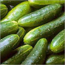 Cucumber