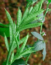 Guar Gum Plant
