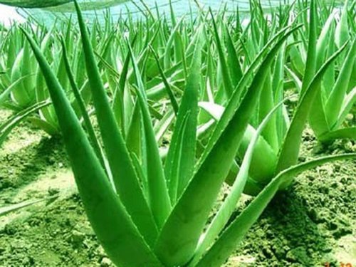 Aloe Vera Products