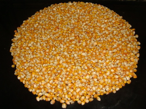 SHALIMAR YELLOW MAIZE