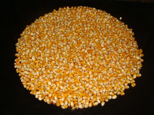 SUPER YELLOW MAIZE