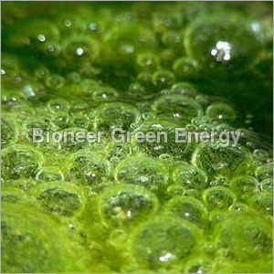 Algae Photobioreactor