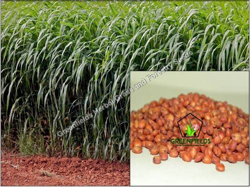 Red Sorghum Sudan Grass / Forage / Fodder Seeds