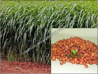 Red Sorghum Sudan Grass / Forage / Fodder Seeds