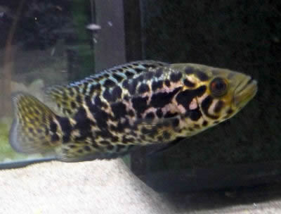 Fish Jaguar Cichlid