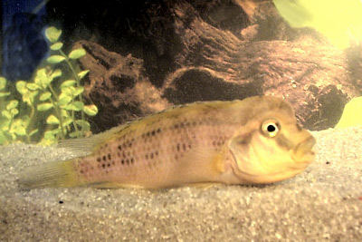 Fish Lionhead Cichlid