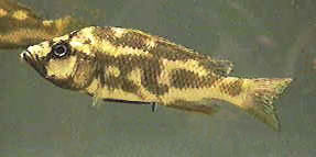 Fish Livingstoni