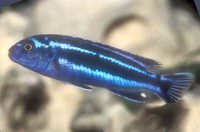 Fish Maingano