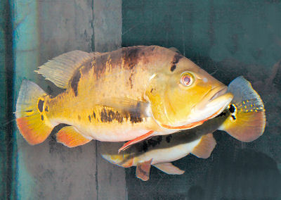 Fish Peacock Cichlid