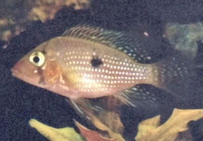 Fish Pearl Cichlid - Brown Color, 3-5 Years Lifespan | Hardy, Easy Care, Beginner Friendly, Easy Breeding