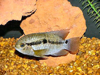 Fish Port Acara - 6-8 Inches Greyish-Green, Omnivore | Easy Care, Beginner Friendly, Hardy, Attractive, Peaceful Cichlid