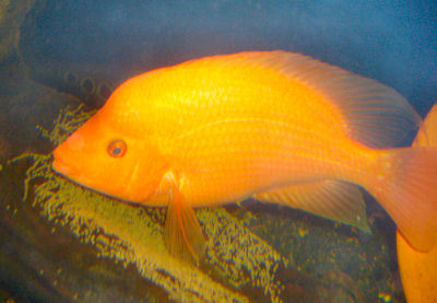 Fish Red Devil Cichlid