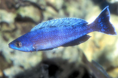 Fish Sardine Cichlid