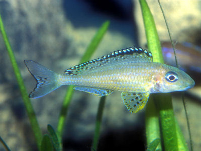 Fish Tanganyikan Butterfly - Small Grey Sand Dweller, Aggressive Temperament, Mouth Brooding Behavior