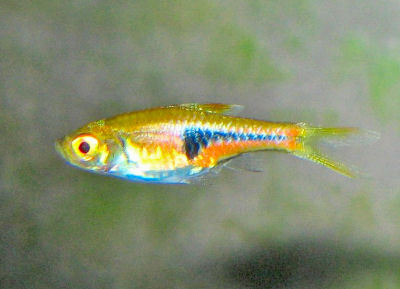 Fish Espe's Rasbora