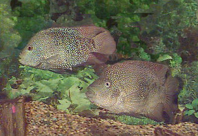 Fish Texas Cichlid