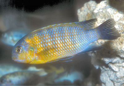 Fish Tropheops Sp. "Red Cheek" - Blue Color, Omnivore Diet | Vibrant, Hardy, Eye-Catching, Semi-Aggressive African Lake Fish