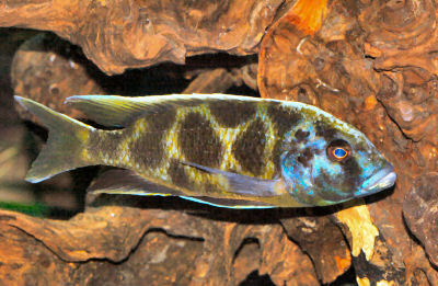 Aquarium Fresh Water Fish