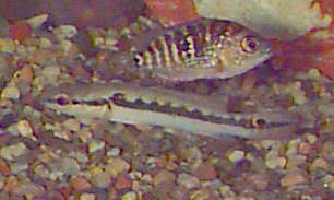 Two-Spot Pike Cichlid - 7 Inch Torpedo Body, Attractive Colors | Voracious Predator, Territorial, Recognizes Owner