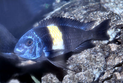 Fish White Spotted Cichlid
