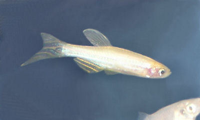 Albino Zebra Danio - White, 2 Inches | Hardy, Schooling, Prolific Breeder, Adaptable, Easy Care