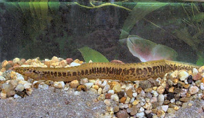 Fish African Spiny Eel