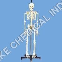 Human Skeleton Model Application: Laboratory