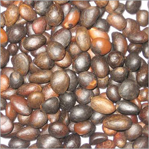 Palm Kernel Seeds