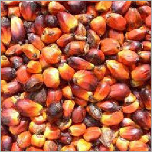 Crude Palm Oil Seed